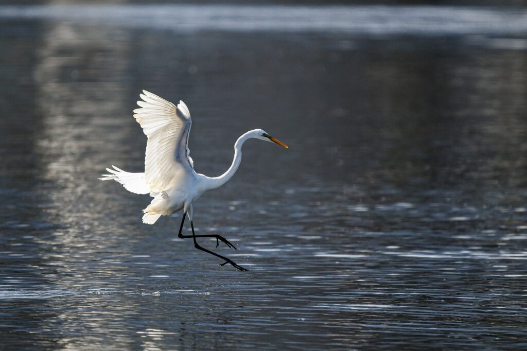 bird, heron, egret-7271620.jpg