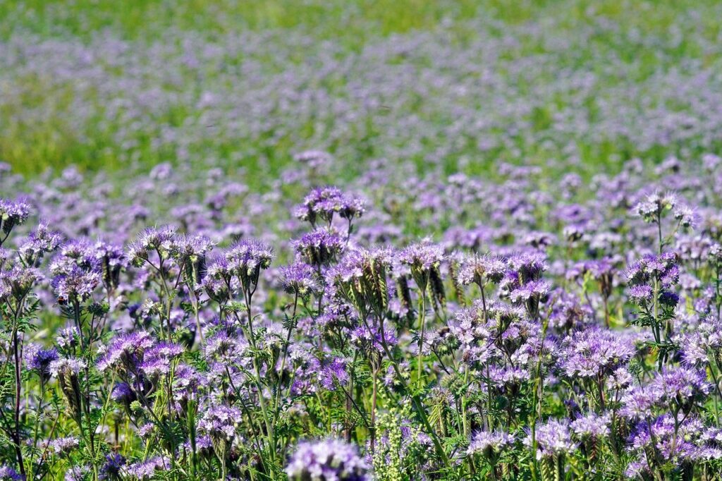 flower, bee, phacelia-7280043.jpg