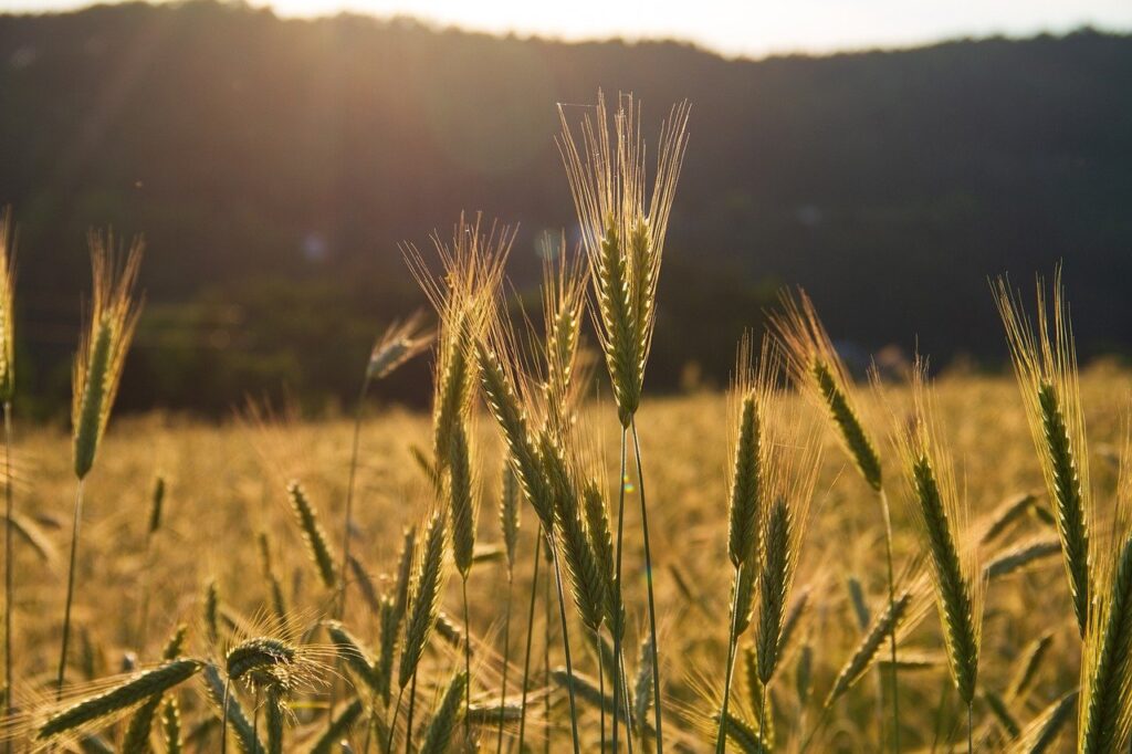 grain, rye, grain field-7273687.jpg