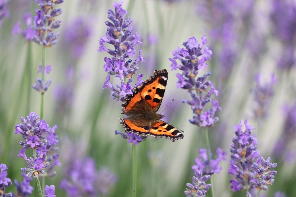 little fox, lavender, butterfly-7275999.jpg