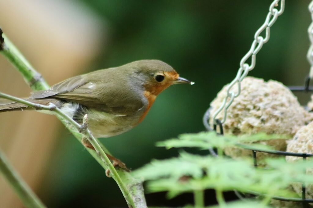 robin, songbird, small bird-7281494.jpg