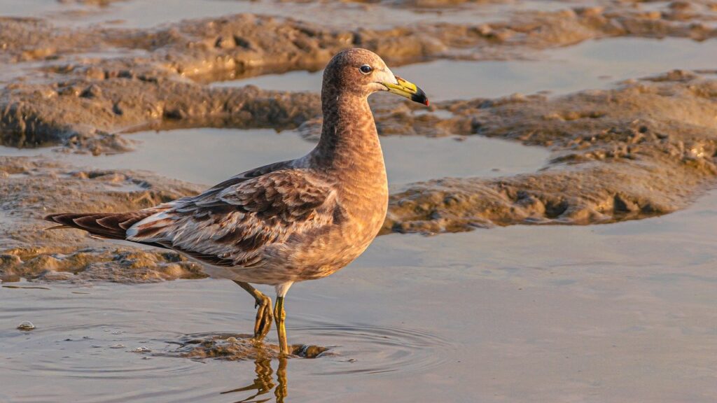 seagull, birds, ornithology-7274970.jpg