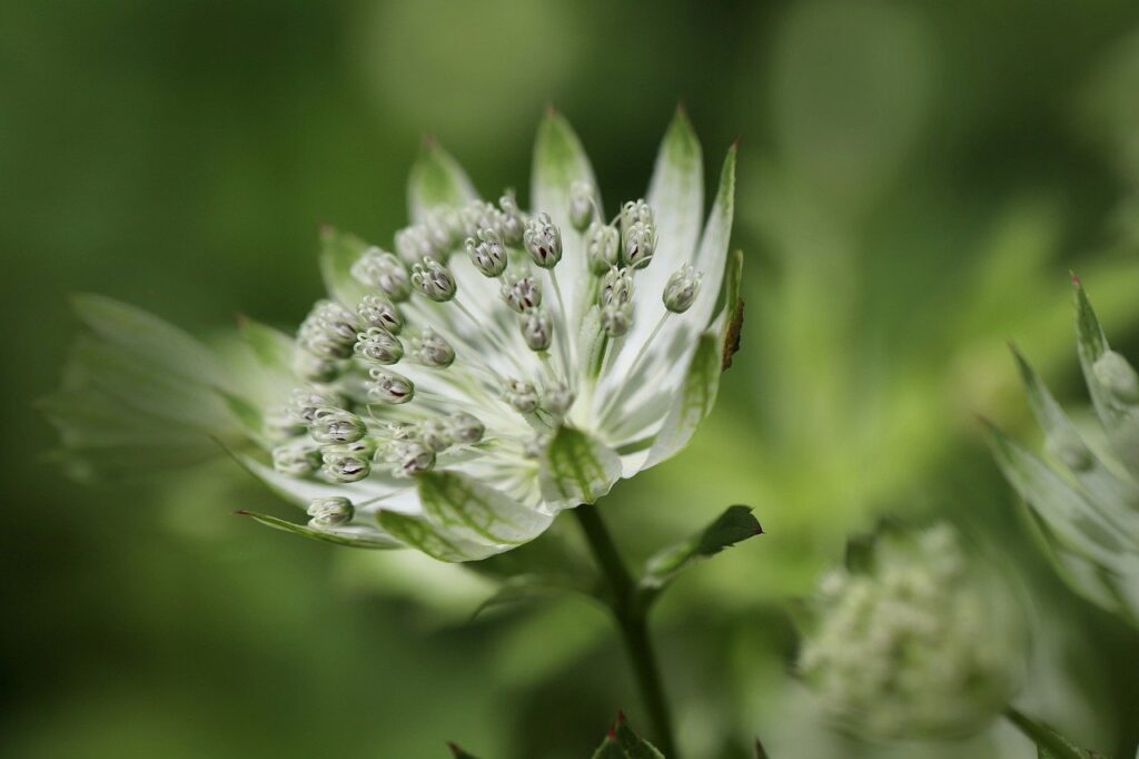 sternolde, large star umbel, flower-7277650.jpg